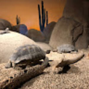 Meet your Posher, Antonio